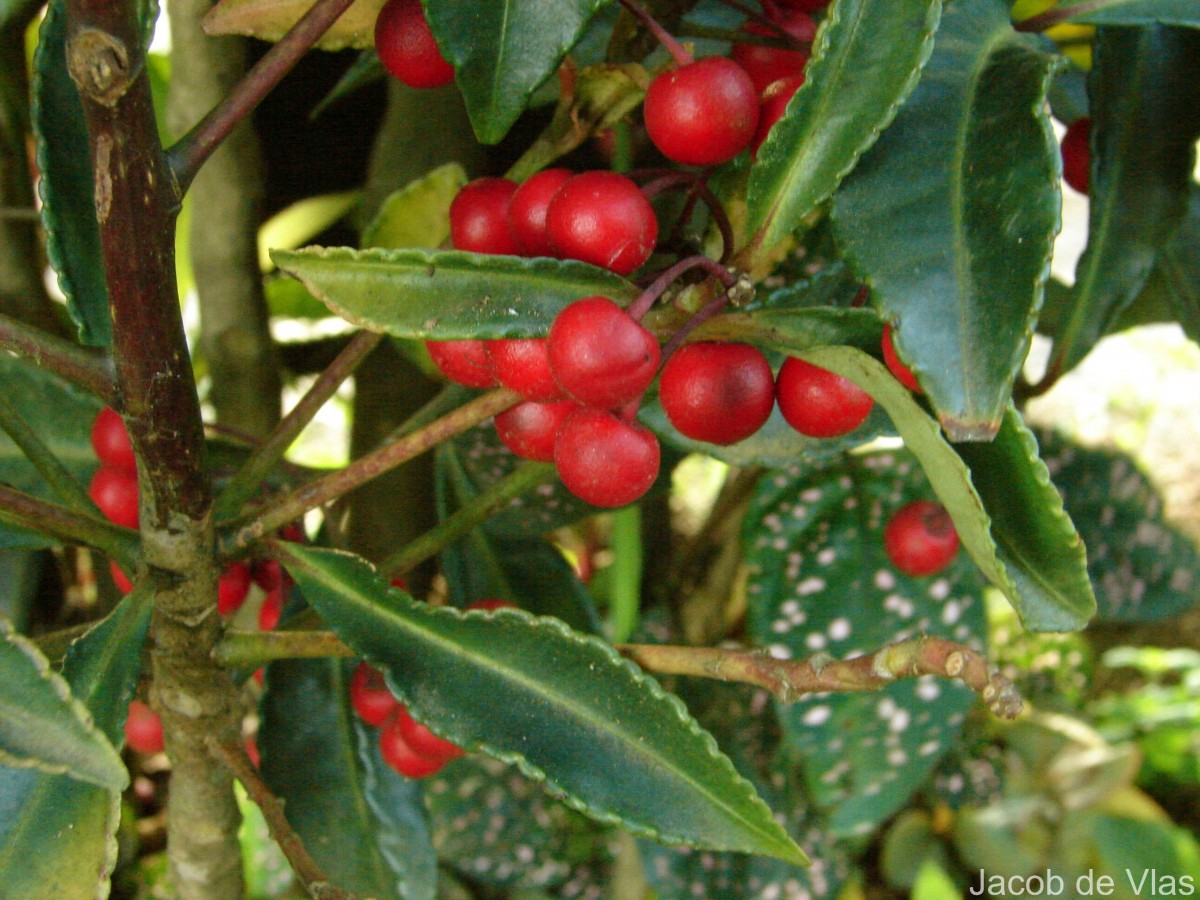 Ardisia crenata Sims